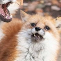 Foxy9の写真